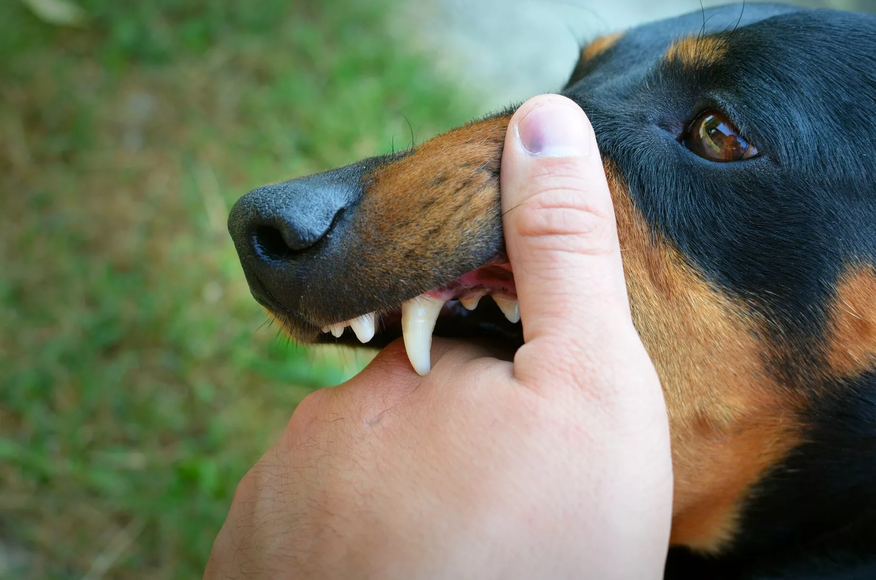 Dog Bites: Symptoms, Prevention, and Treatments